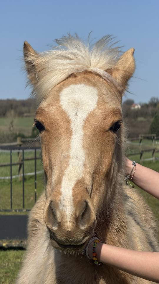 Poney palomino,issus d'une lign&eacute;e prestigieuse