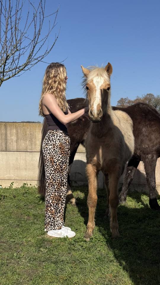 Poney palomino,issus d'une lign&eacute;e prestigieuse
