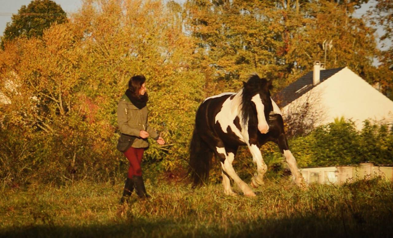 Enseignante d'equitation relationnelle