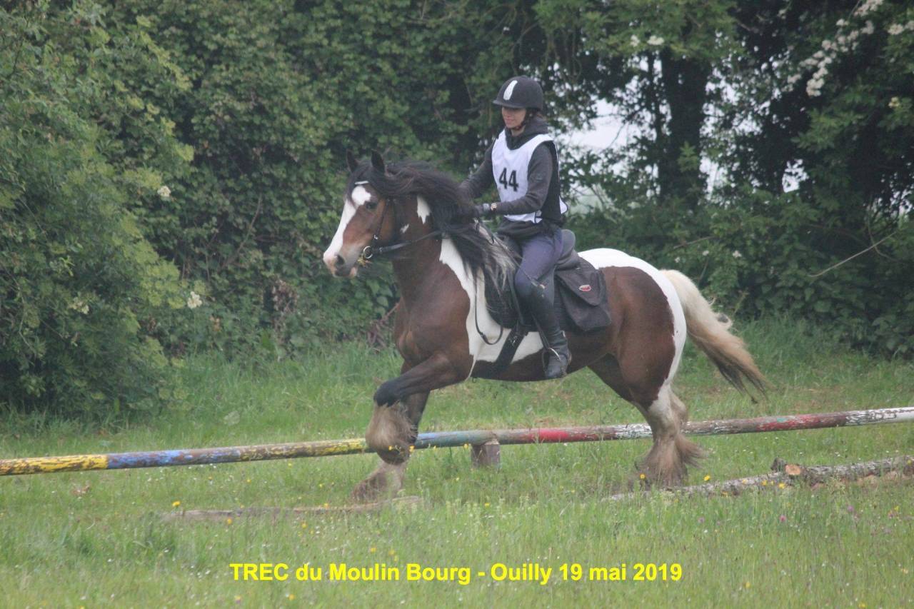 Enseignante d'equitation relationnelle