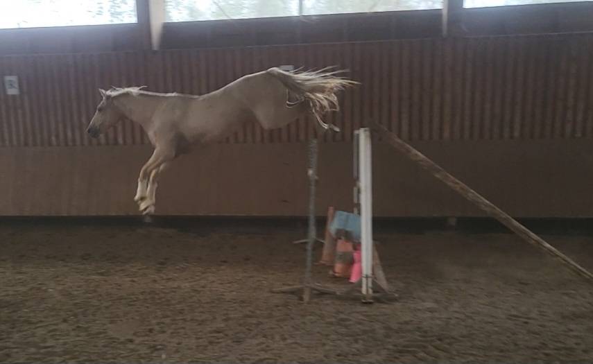 Rare:jument 5ans palomino top origines dressage/jumping
