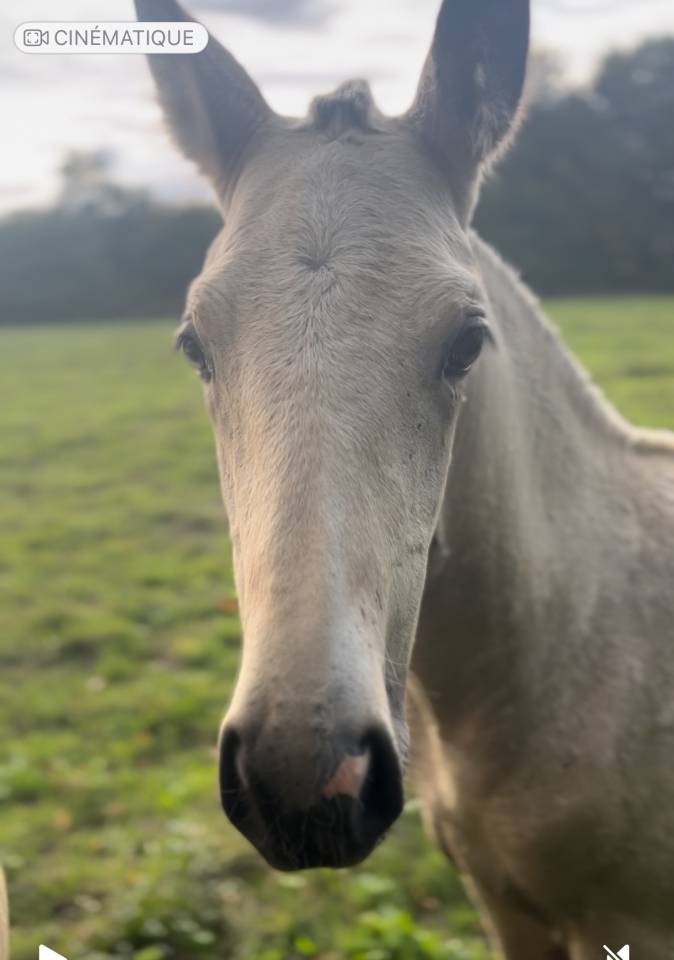 Magnifique pouliche Isabelle 