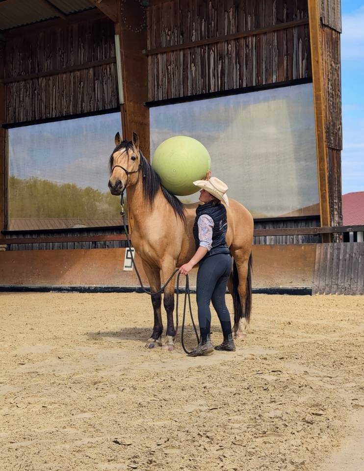 OLIVIO ANGOSTURA, superbe hongre PRE isabelle de 4 ans