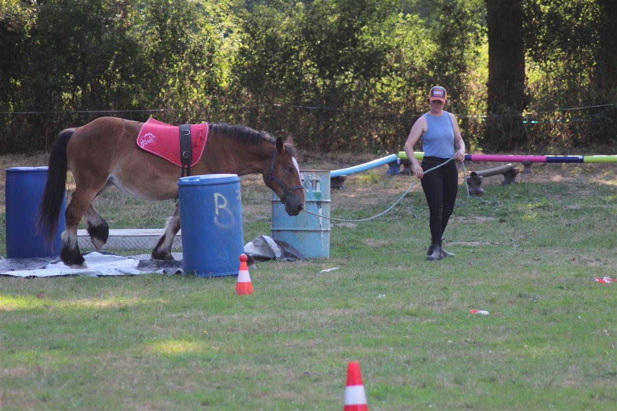  pouliche ardennaise 2 ans