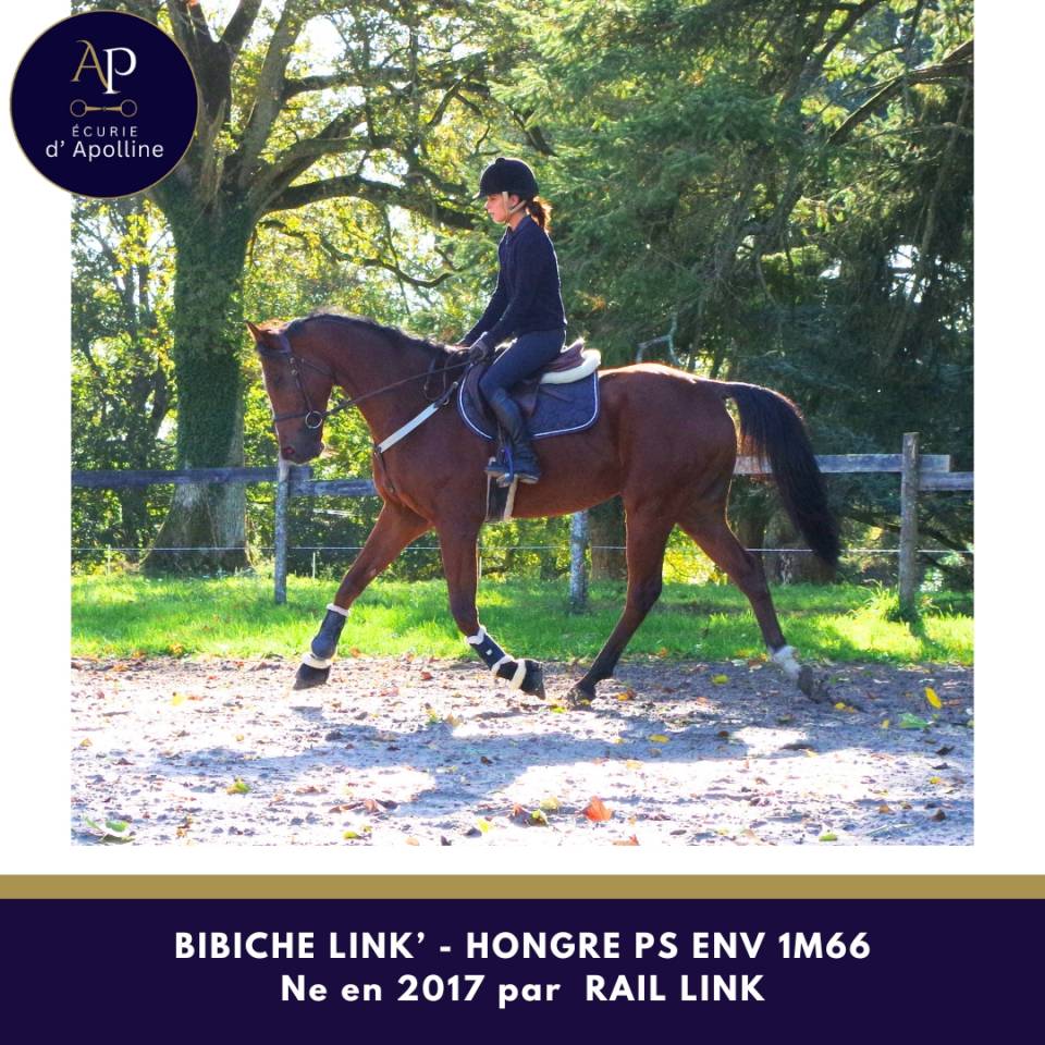 Hongre top équilibre env 1m66