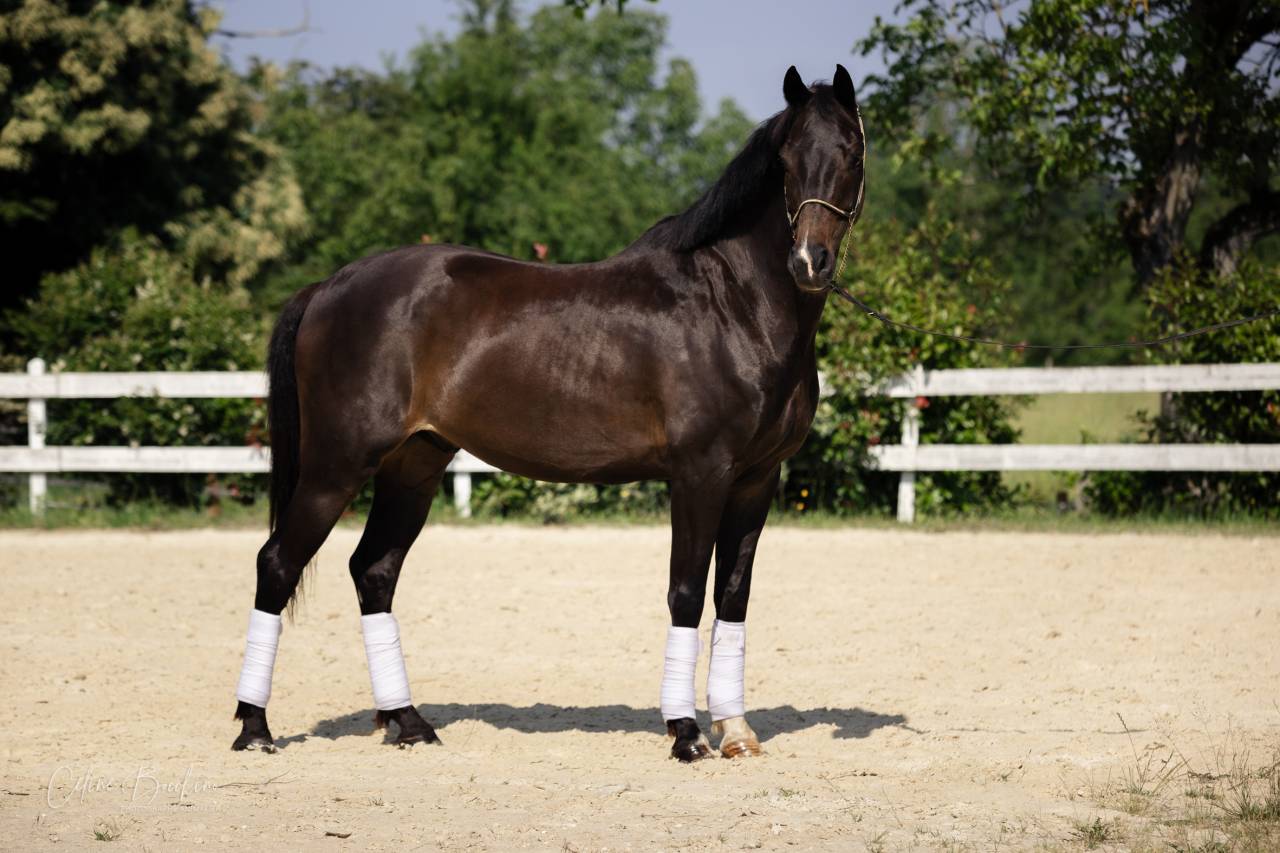 Magnifique Hongre 10 ans KWPN Dressage