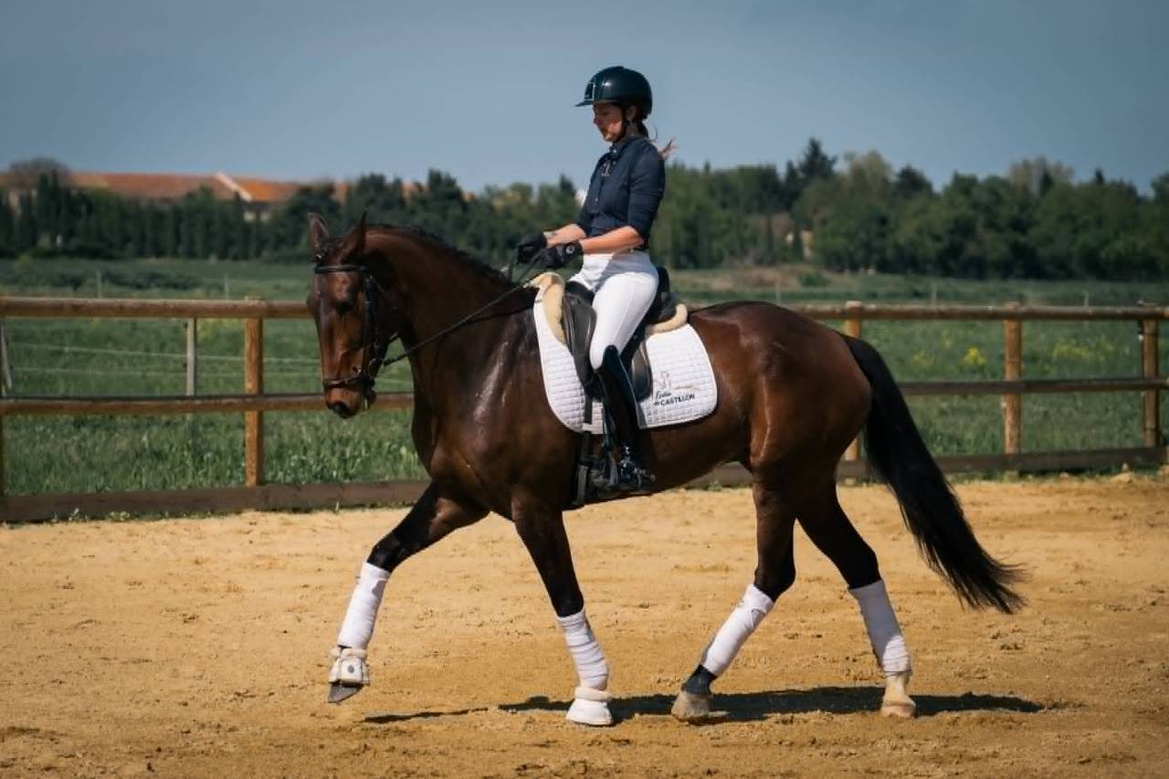 Elegante Jument 6 ans Lusitanien X KWPN Dressage