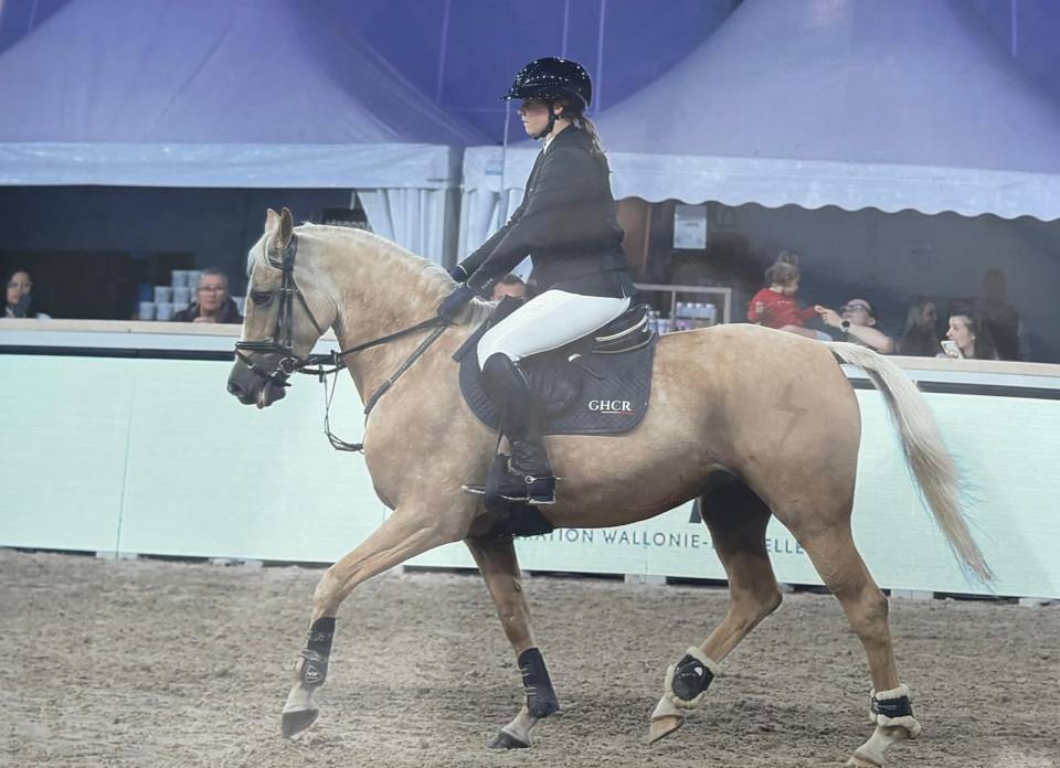 Top ponette de sport CSO / CCE &agrave; vendre 