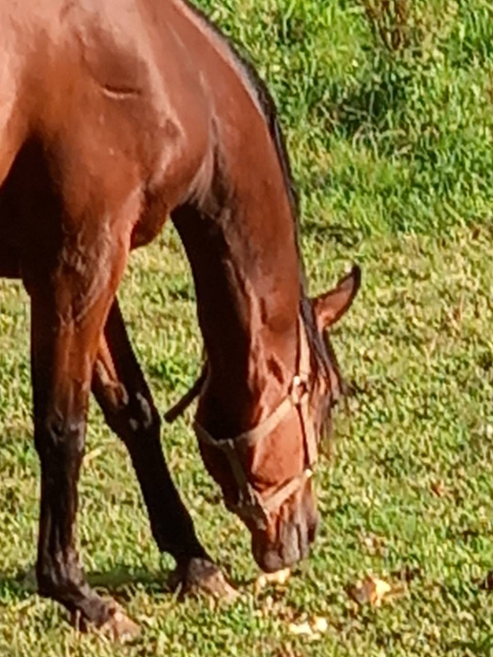 Jument Arabe de couleur Bai