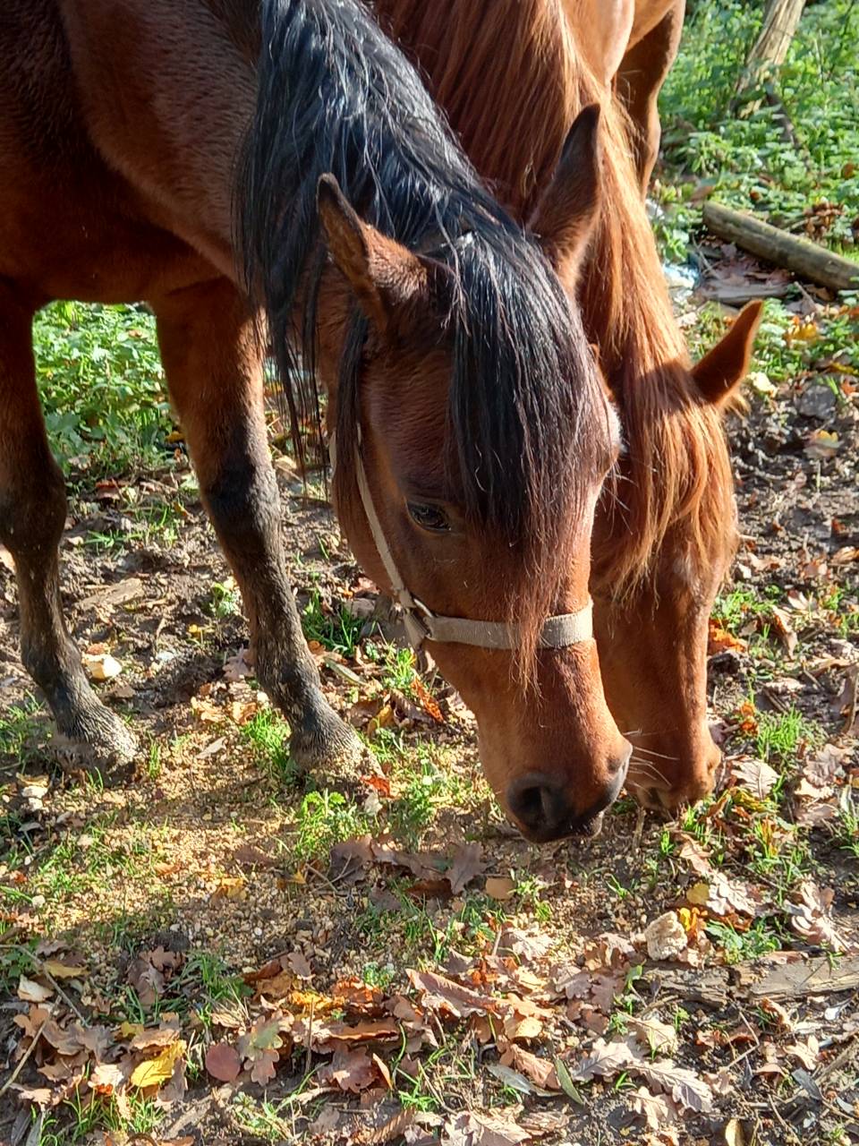 Jument Arabe de couleur Bai