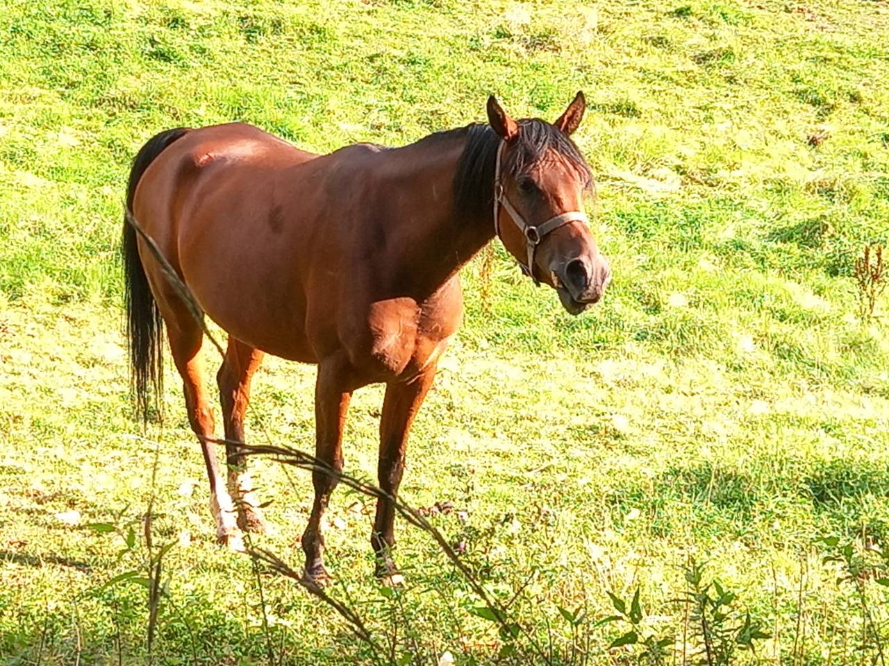 Jument Arabe de couleur Bai