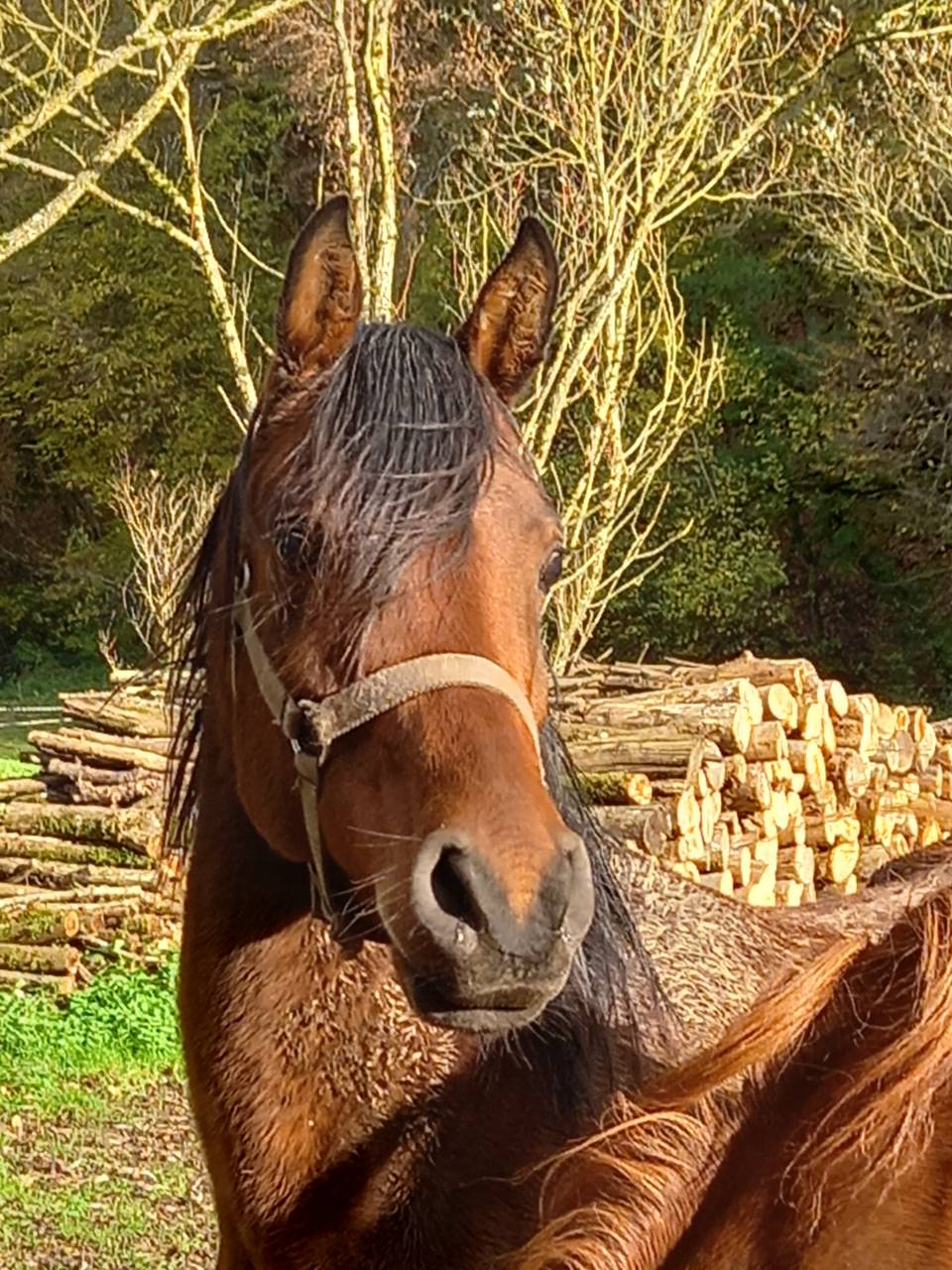 Jument Arabe de couleur Bai