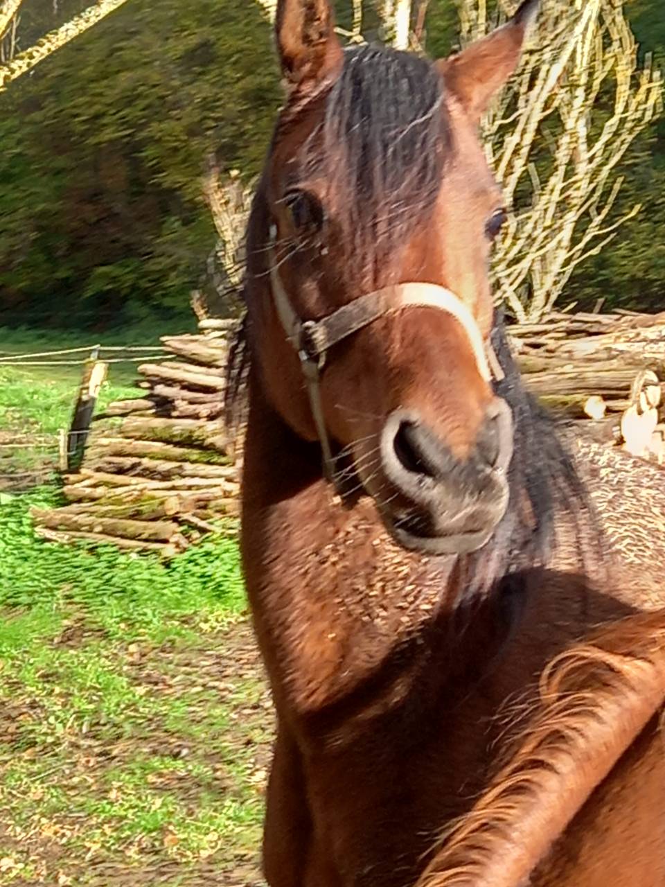 Jument Arabe de couleur Bai