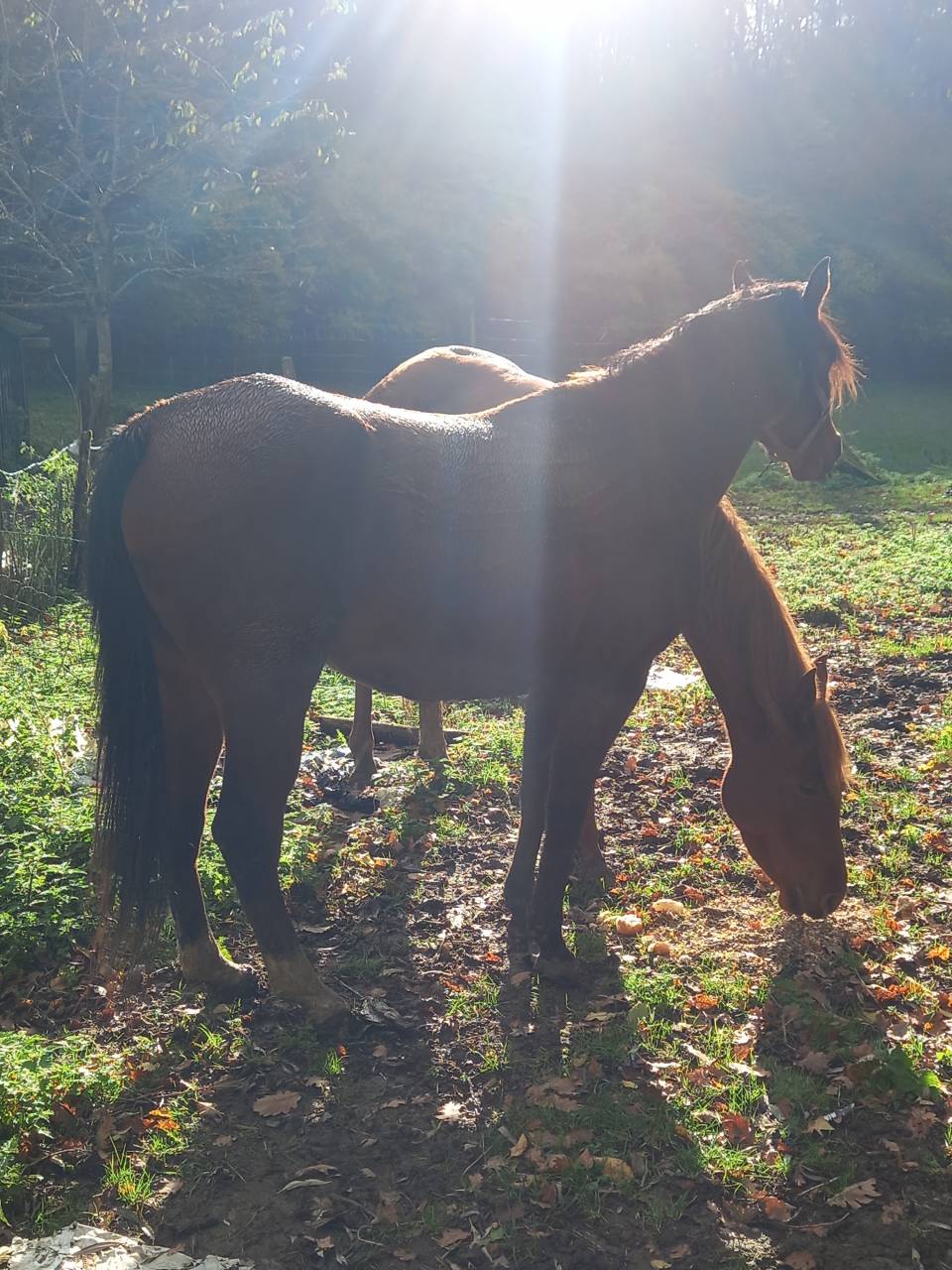 Jument Arabe de couleur Bai