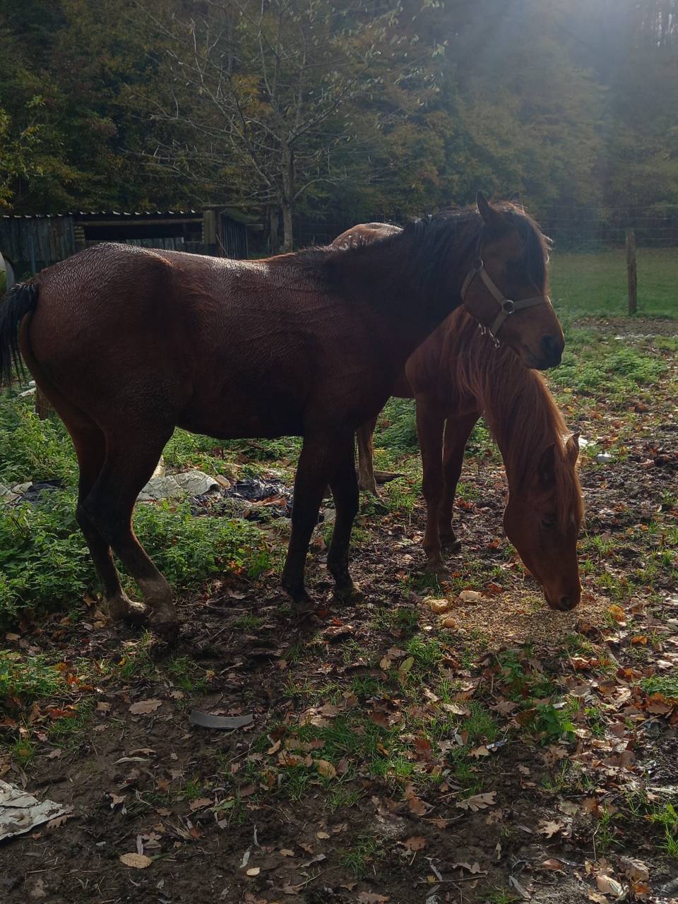 Jument Arabe de couleur Bai