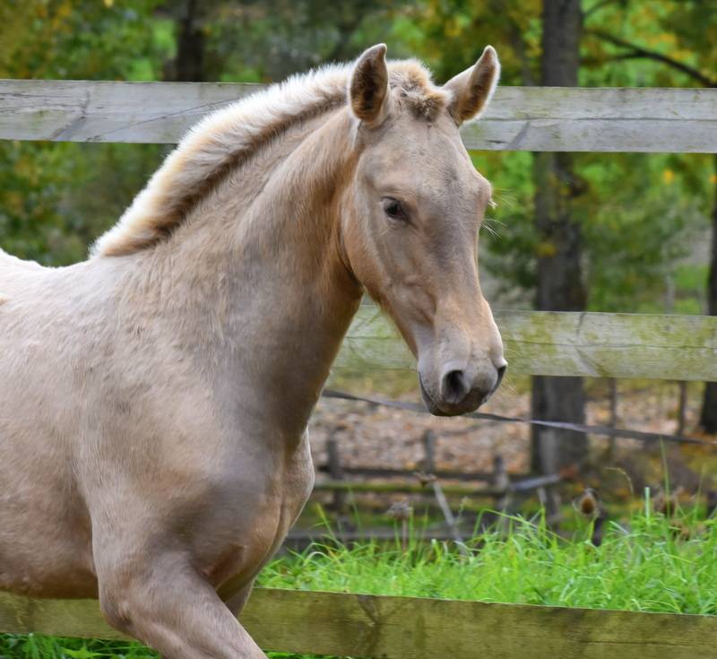 PASSIONATA DU PUITS CARRE pouliche PRE double pearl