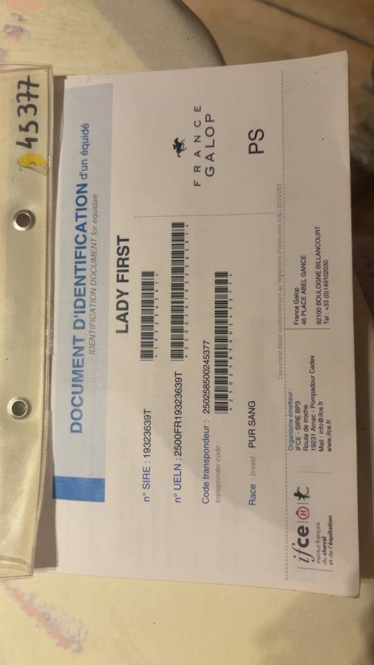 Superbe jument Pur-Sang de 6 ans – 1m65 – Bai élégante 