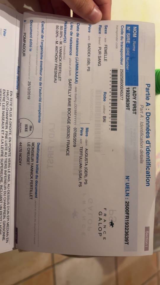 Superbe jument Pur-Sang de 6 ans – 1m65 – Bai élégante 