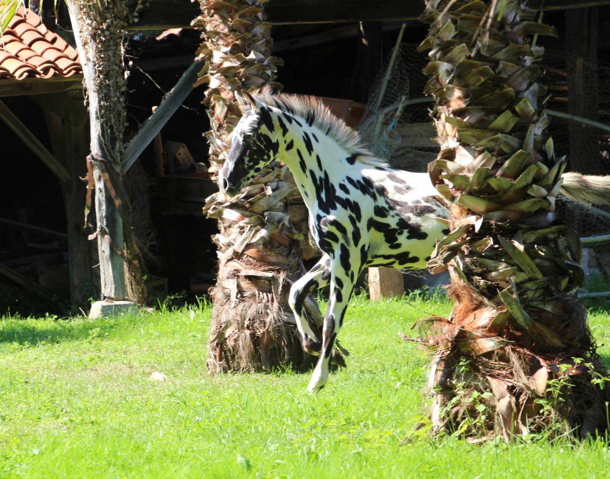 Poulain LEOPARD pour sport : CSO saut d'obstacles CCE