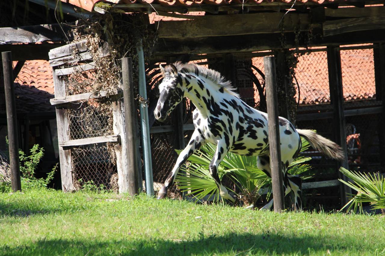 Poulain LEOPARD pour sport : CSO saut d'obstacles CCE