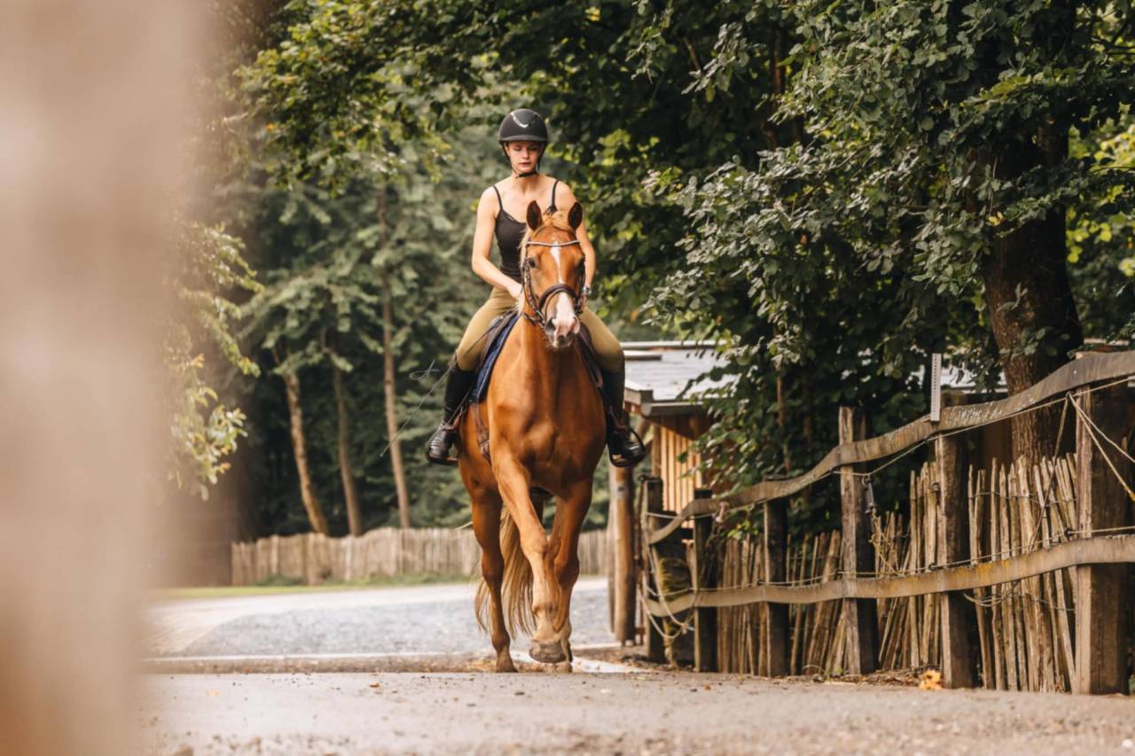 Jument Oldenburg 6 ans