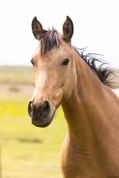 Magnifique Ponette par Champion supreme d'été Dressage