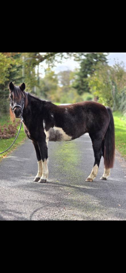 Ponette Connemara 
