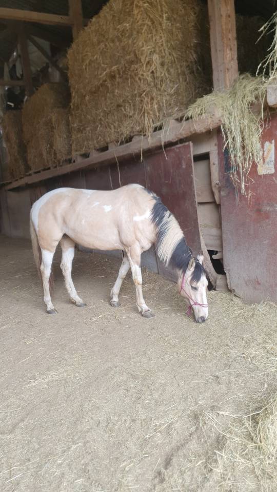 Jument croisée Paint x Lusitanien à vendre