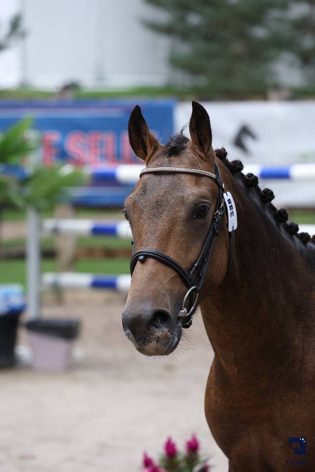 Saillie étalon New forest Isabelle L'ancelot du ménage 