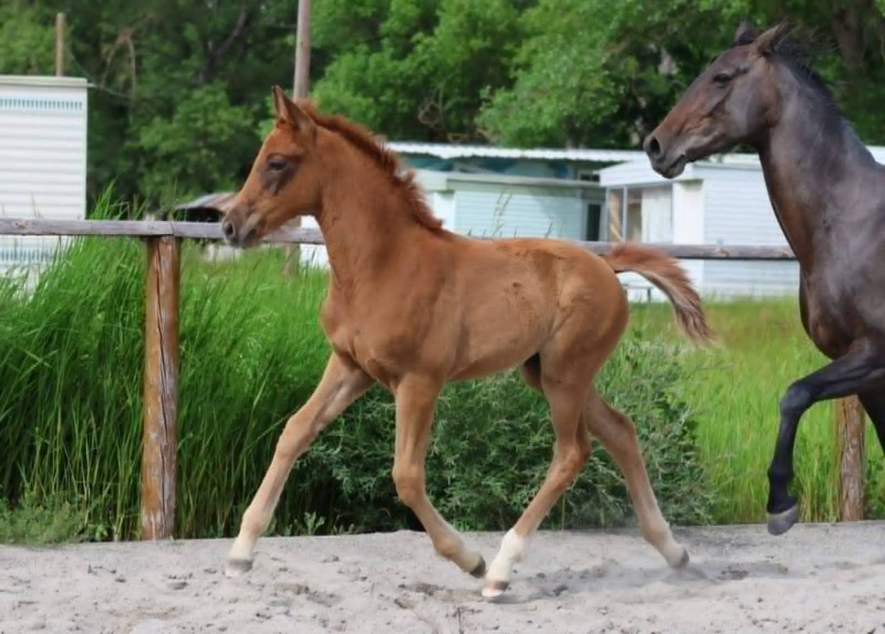 Pouliche aux origines 100% Dressage !