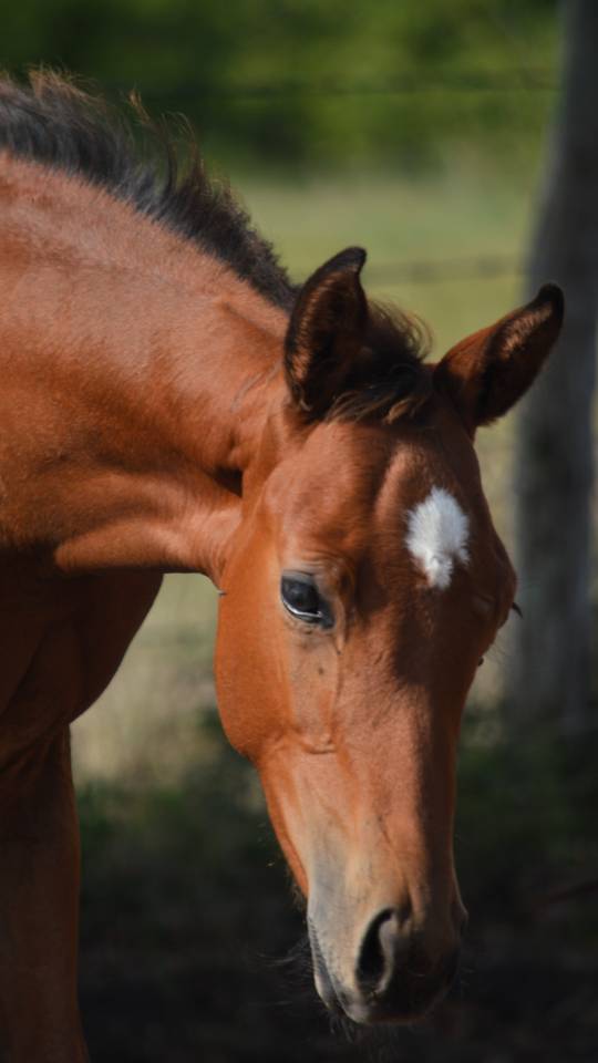 Poulain mâle 2025