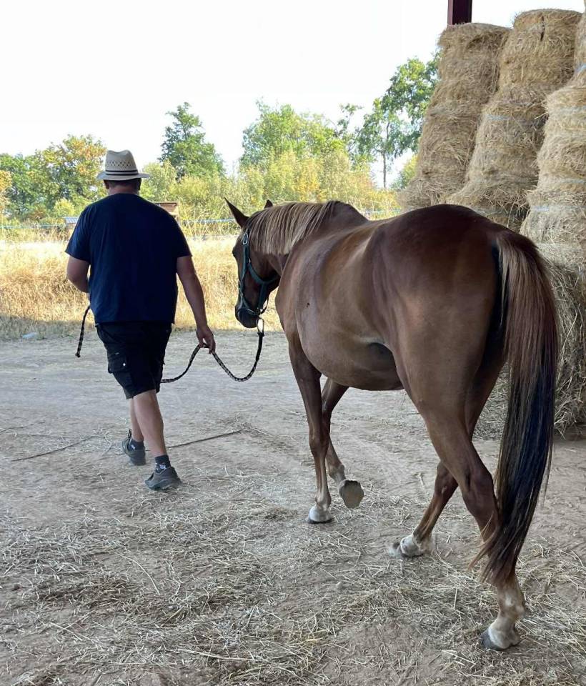 Jument sf 5 ans ernest x Armitage x barbarian