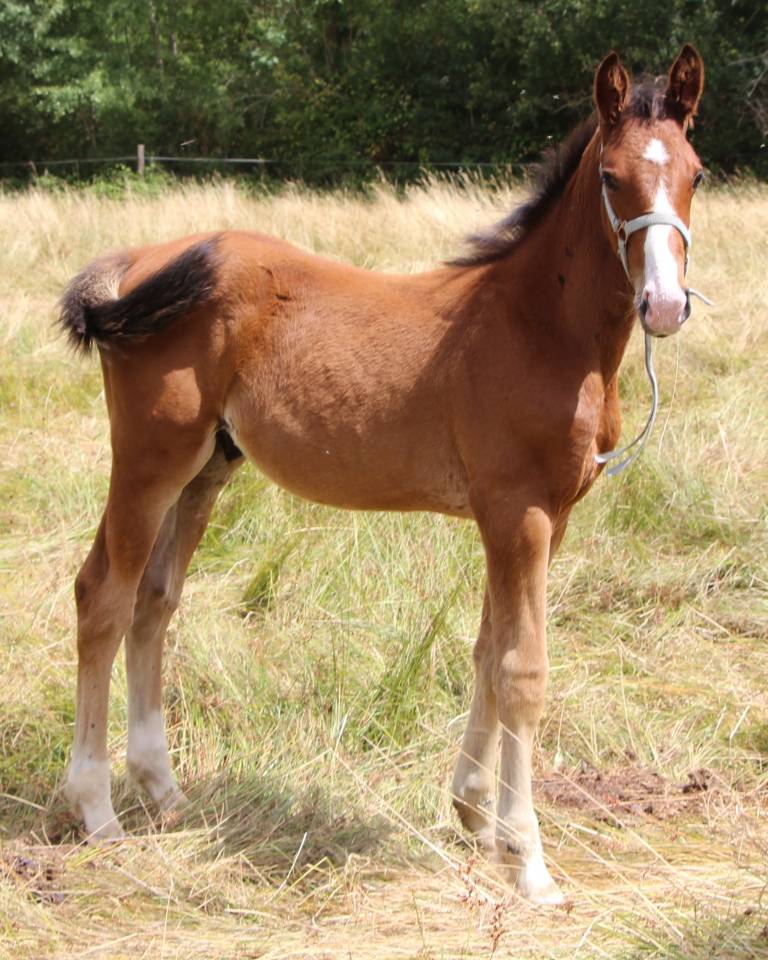 Poulain 2025 Itoki de riverland x cor de hus