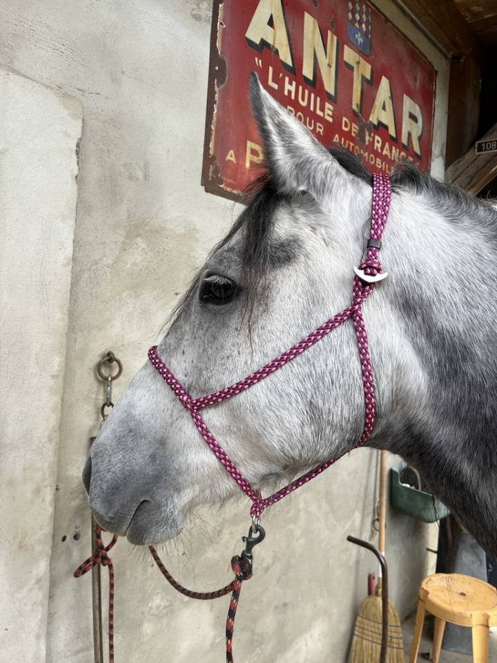 Mangalarga Marchador jument