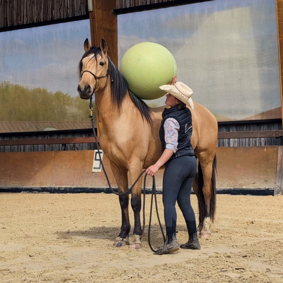 OLIVIO ANGOSTURA, superbe hongre PRE isabelle de 4 ans