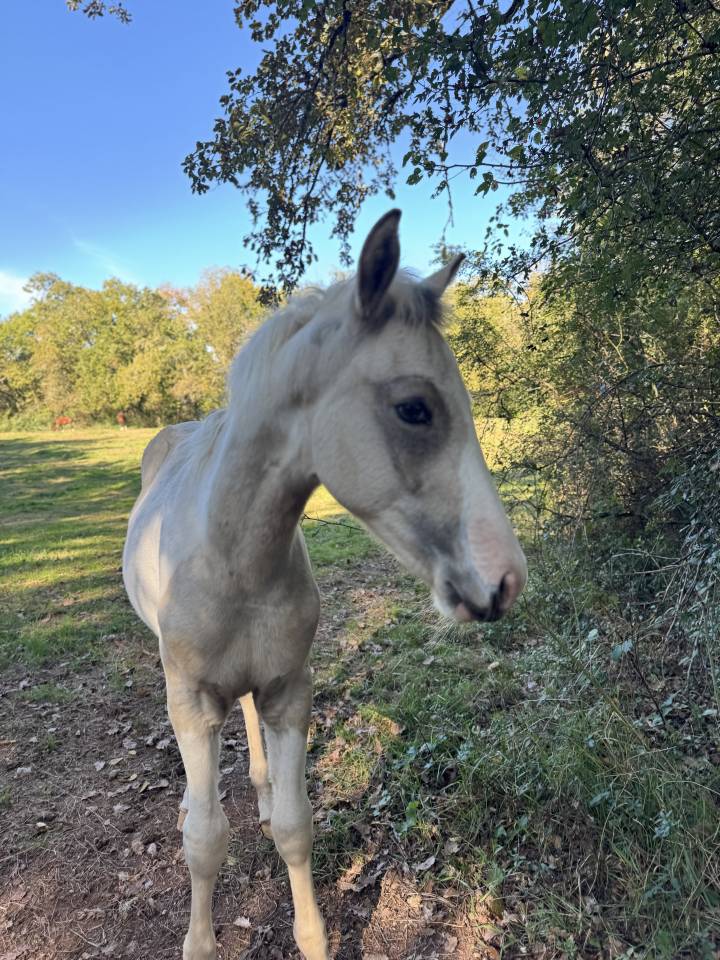 Superbe poulain mâle 