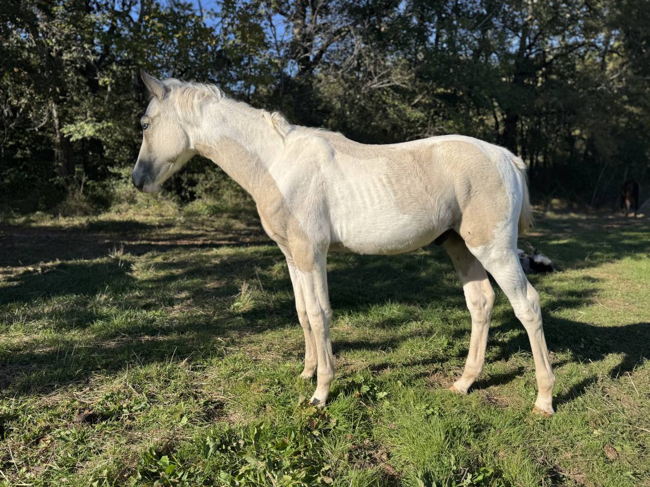 Superbe poulain mâle 