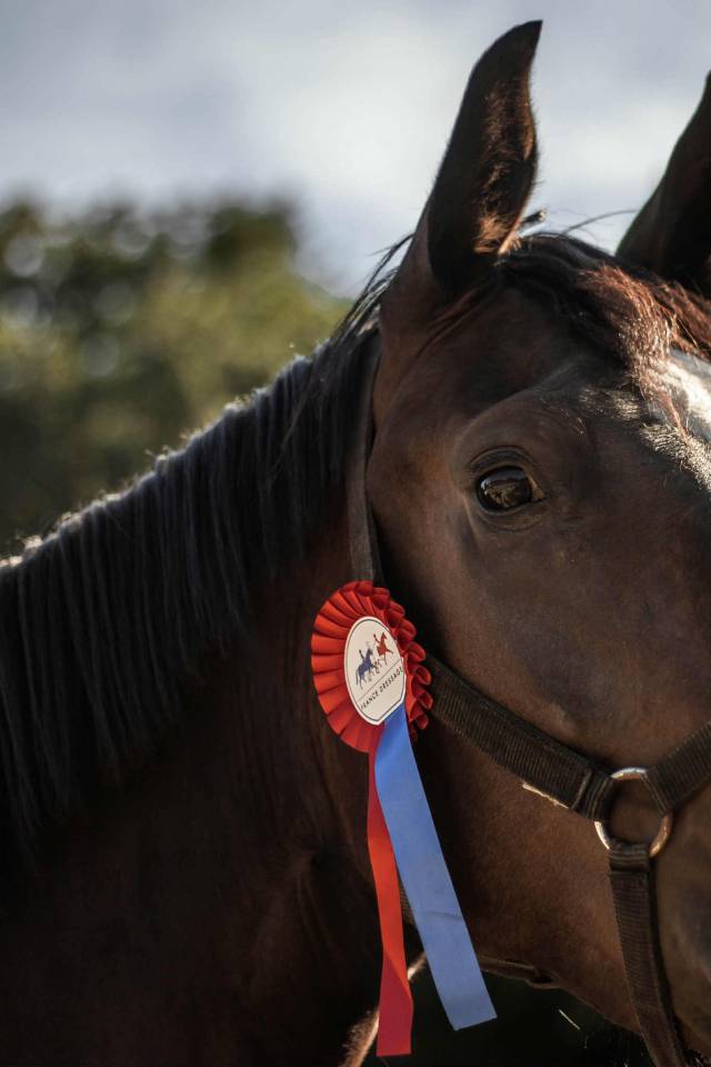 POULINIERE HANOVRIENNE 6 ans PLEINE POUR 2026 DRESSAGE