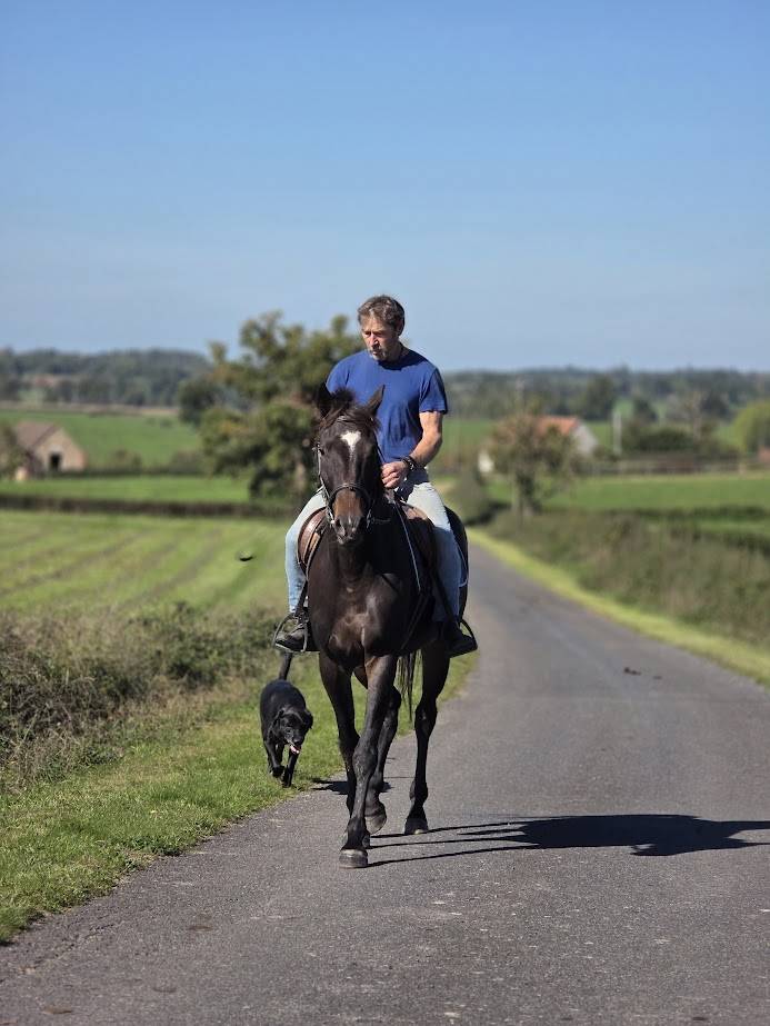 Cheval balade polyvalent