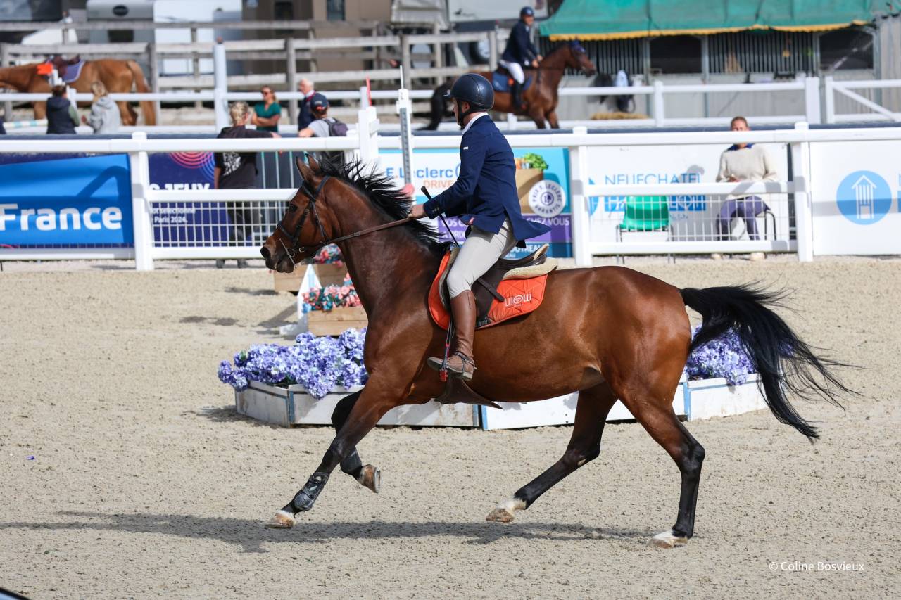 Joy T.V. – Jument KWPN 11 ans 1m66 CSO 105/110