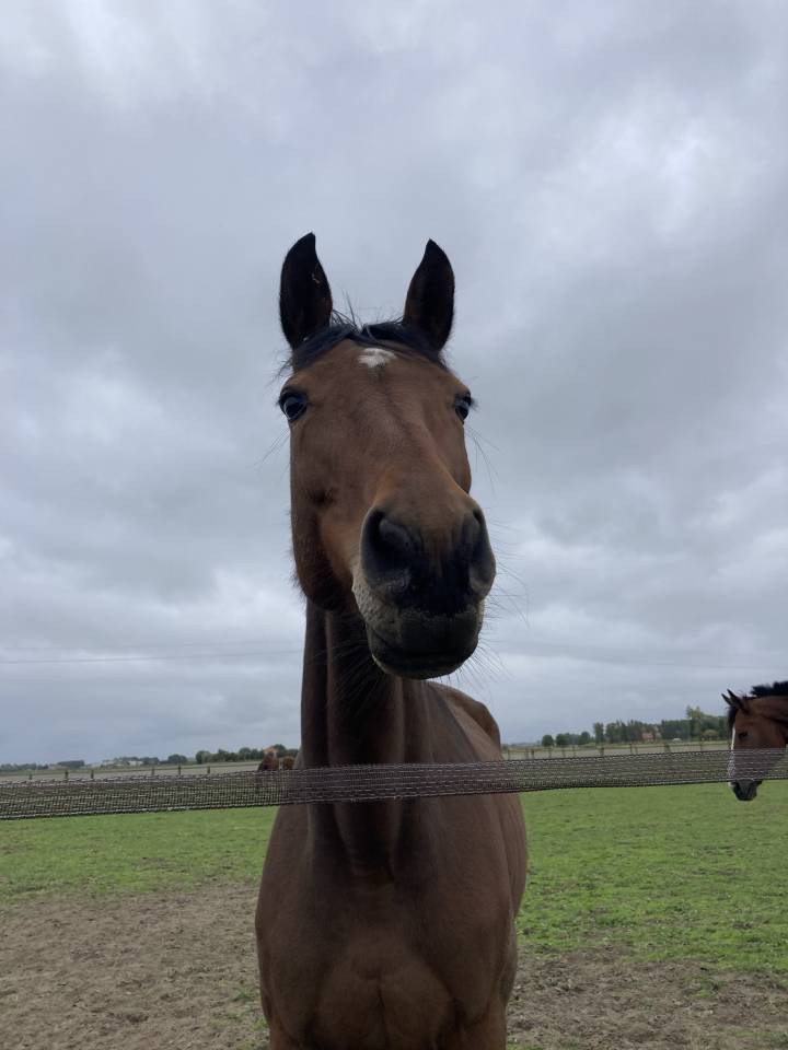 Joy T.V. – Jument KWPN 11 ans 1m66 CSO 105/110