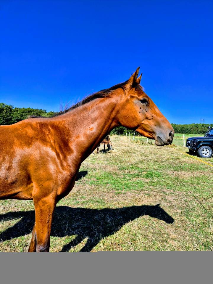 KEASTERN BUNNY Z .JUMENT NE LE 09/04/2023.ZANGERSHEIDE 