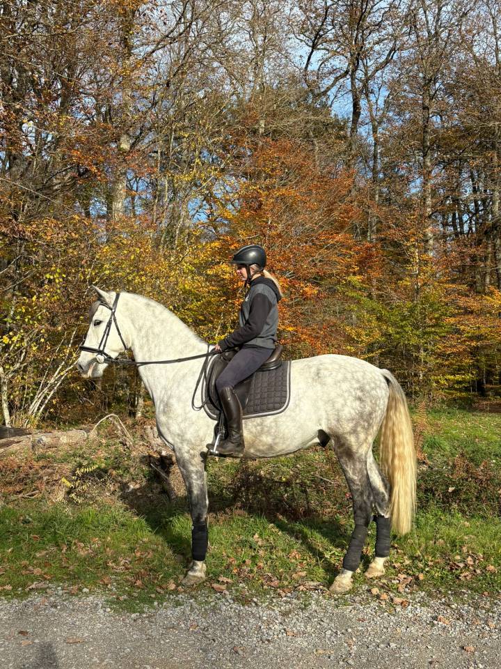 Hongre -Prestigieuses Lign&eacute;es PRE - 5 ans - dressage  