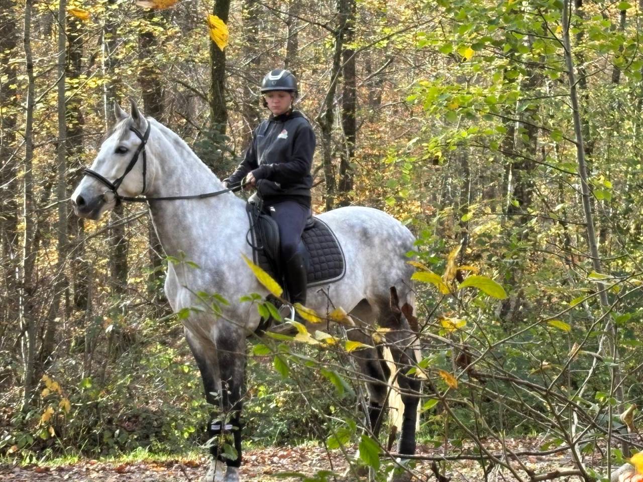 Hongre -Prestigieuses Lign&eacute;es PRE - 5 ans - dressage  
