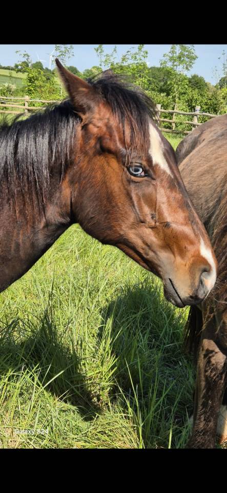 QUARTER HORSE PP TOP ORIGINE 