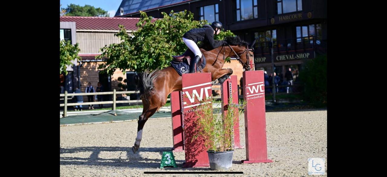 Jument 7 ans extra amateur 