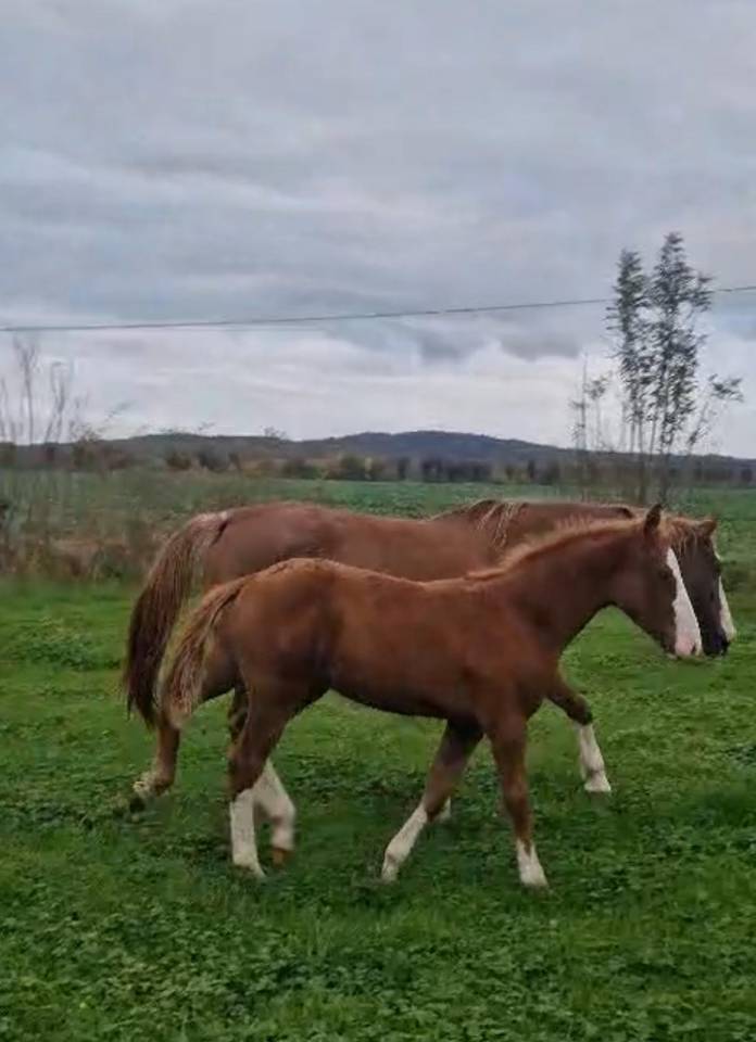 SPLENDIDE FOAL MALE CSO