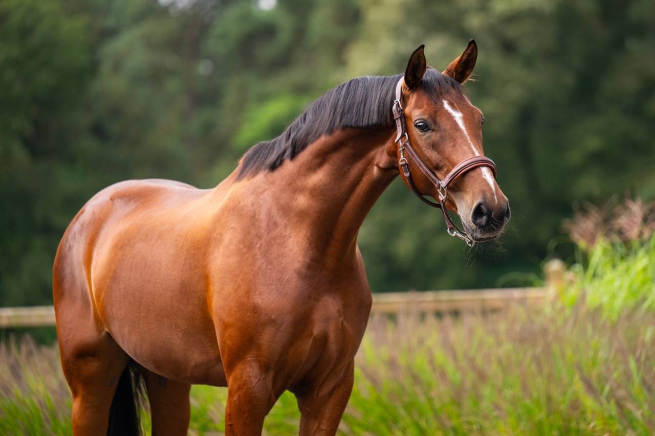 Elegant and charming dressage mare