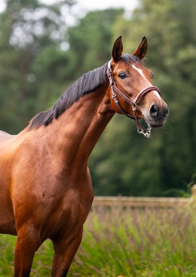 Elegant and charming dressage mare