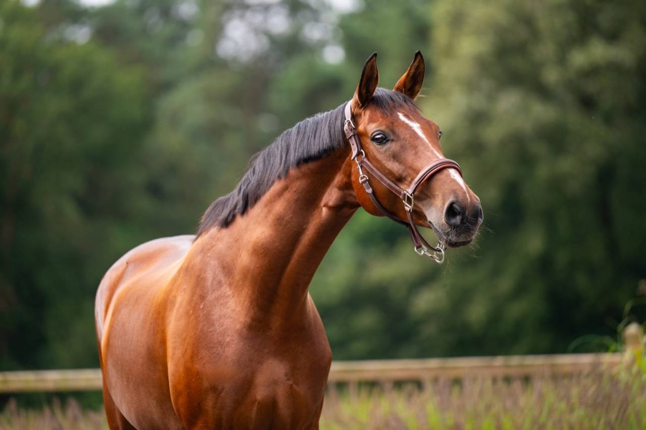 Elegant and charming dressage mare